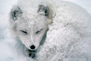 Umjetnička fotografija Arctic Fox Sleeping in Snow, Richard Hamilton Smith, (40 x 26.7 cm)