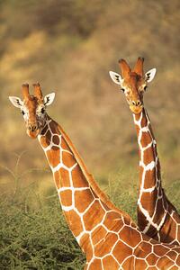 Fotografija Reticulated giraffes, James Warwick, (26.7 x 40 cm)