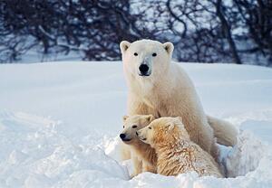 Fotografija Polar Bear with Cubs, KeithSzafranski, (40 x 26.7 cm)