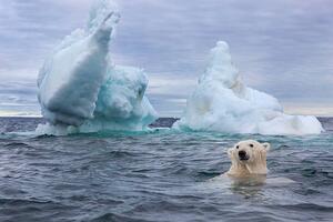 Umjetnička fotografija Polar Bear Swimming near Sea Ice, Paul Souders, (40 x 26.7 cm)
