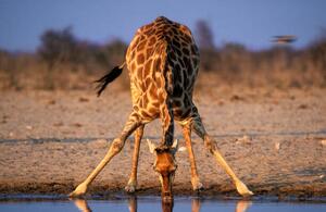 Umjetnička fotografija Southern Giraffe Drinking at Water Hole, Martin Harvey, (40 x 26.7 cm)