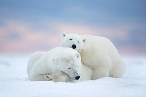 Umjetnička fotografija Two polar bears sleeping in the snow, Alaska, USA, janbecke1, (40 x 26.7 cm)
