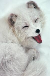 Umjetnička fotografija Arctic Fox Yawning in Snow, Richard Hamilton Smith, (26.7 x 40 cm)