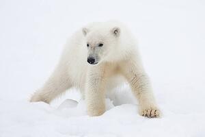Umjetnička fotografija Polar Bear Cub on Snow, Galaxiid, (40 x 26.7 cm)