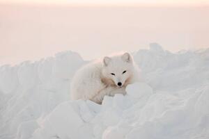 Umjetnička fotografija Arctic white fox close-up. Arctic fox, Oksana Stasenko, (40 x 26.7 cm)