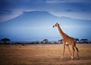 Fotografija Giraffe Walking in Front of Mount, Vicki Jauron, Babylon and Beyond Photography, (40 x 30 cm)