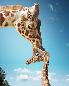 Umjetnička fotografija Mother giraffe nuzzling calf's head, Gandee Vasan, (30 x 40 cm)