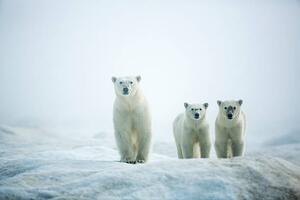 Fotografija Polar Bears in Fog, Hudson Bay, Nunavut, Canada, Paul Souders, (40 x 26.7 cm)