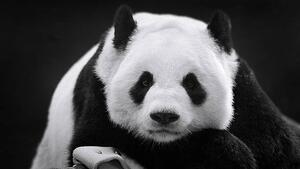 Umjetnička fotografija Panda in Repose, Thousand Word Images by Dustin Abbott, (40 x 22.5 cm)