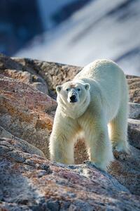 Fotografija Male Polar Bear, Peter Orr Photography, (26.7 x 40 cm)
