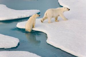 Umjetnička fotografija Two polar bears climbing out of water., SeppFriedhuber, (40 x 26.7 cm)
