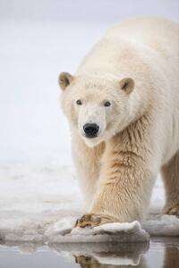 Fotografija Polar bear portrait., Patrick J. Endres, (26.7 x 40 cm)