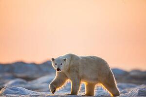 Umjetnička fotografija Polar Bear on Sea Ice, Hudson Bay, Nunavut, Canada, Paul Souders, (40 x 26.7 cm)