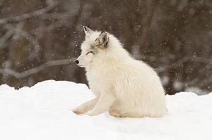 Umjetnička fotografija Arctic fox-eyes closed, Adria  Photography, (40 x 26.7 cm)
