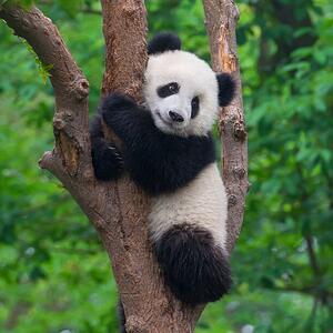 Umjetnička fotografija Cute panda bear climbing in tree, Hung_Chung_Chih, (40 x 40 cm)