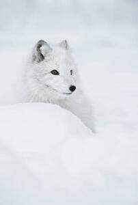 Umjetnička fotografija An arctic fox in the snow., Andy Astbury, (26.7 x 40 cm)