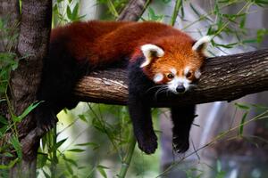 Fotografija Red panda, Marianne Purdie, (40 x 26.7 cm)
