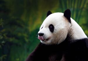 Umjetnička fotografija Close-up of Giant Panda, Wokephoto17, (40 x 26.7 cm)