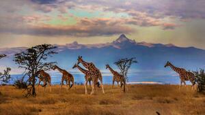Umjetnička fotografija Herd of Reticulated giraffes in front, Manoj Shah, (40 x 22.5 cm)