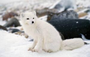Umjetnička fotografija Arctic fox in winter coat, Hudson Bay, Canada, Jeff Foott, (40 x 24.6 cm)