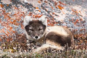 Fotografija Resting Female Arctic Fox, drferry, (40 x 26.7 cm)