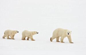 Umjetnička fotografija Polar bear walking with two cubs, John Conrad, (40 x 26.7 cm)