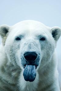 Umjetnička fotografija Polar Bear closeup portrait, Mark Newman, (26.7 x 40 cm)