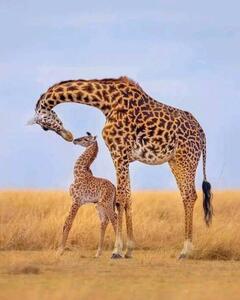 Fotografija Giraffes, Ayanda Madondo, (30 x 40 cm)