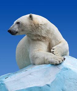 Umjetnička fotografija Polar bear on a rock against blue sky, JackF, (35 x 40 cm)