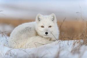 Fotografija Wild arctic fox in tundra, Alexey_Seafarer, (40 x 26.7 cm)