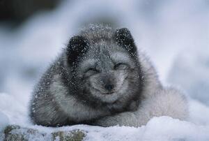 Umjetnička fotografija Polar fox cub, winter, Herbert Kehrer, (40 x 26.7 cm)