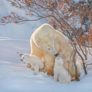 Fotografija Two polar bears play fight,Wapusk National, Hao Jiang / 500px, (40 x 40 cm)