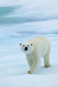 Umjetnička fotografija Polar Bear on Sea Ice, Sniffing the Air, Hans Strand, (26.7 x 40 cm)