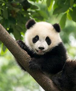 Umjetnička fotografija Giant Panda baby cub in Chengdu area, China, Alatom, (35 x 40 cm)