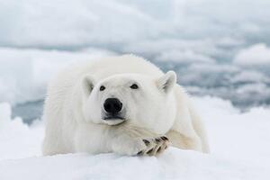 Fotografija Polar bear, dagsjo, (40 x 26.7 cm)