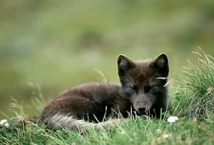 Umjetnička fotografija Arctic Fox Laying in the Grass, Natalie Fobes, (40 x 26.7 cm)