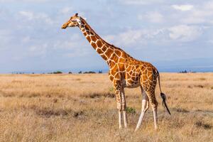 Fotografija Giraffes in the savannah, Kenya, Anton Petrus, (40 x 26.7 cm)