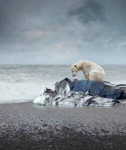 Umjetnička fotografija Polar bear on the melting iceberg, narvikk, (35 x 40 cm)