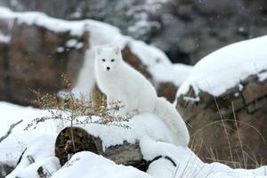 Umjetnička fotografija Arctic fox in snow, Jason Paige, (40 x 26.7 cm)