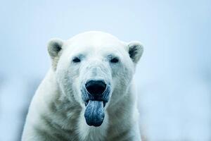Fotografija Polar Bear closeup portrait, Mark Newman, (40 x 26.7 cm)