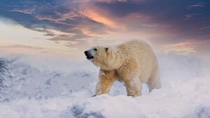 Umjetnička fotografija Polar Bear enjoy playing in, chuchart duangdaw, (40 x 22.5 cm)
