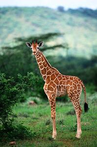 Umjetnička fotografija Reticulated Giraffe, Serengeti Nat. Park, Tanzania, Art Wolfe, (26.7 x 40 cm)