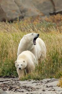 Umjetnička fotografija Polar Bear mother and cub, sow and cub, Stan Tekiela Author / Naturalist / Wildlife Photographer, (26.7 x 40 cm)