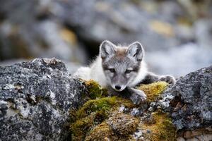 Fotografija Curious arctic fox cub taking a rest after playing, Sara Lindbaek, (40 x 26.7 cm)
