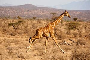 Umjetnička fotografija Reticulated Giraffe, Giraffa camelopardalis reticulata, Samburu, Mary Ann McDonald, (40 x 26.7 cm)