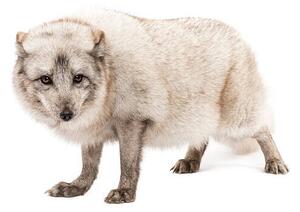 Fotografija Arctic fox, Vulpes lagopus, standing, looking, GlobalP, (40 x 26.7 cm)