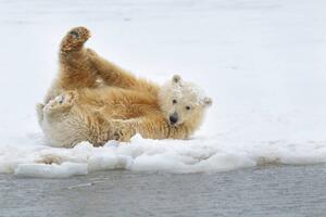 Fotografija Polar bear cub, Patrick J. Endres, (40 x 26.7 cm)