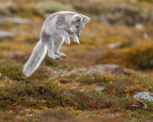 Umjetnička fotografija Close-up of jumping arctic fox, Menno Schaefer / 500px, (40 x 30 cm)