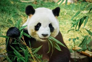 Umjetnička fotografija Panda eating bamboo, Nuno Tendais, (40 x 26.7 cm)