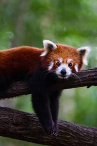 Fotografija Red panda, Marianne Purdie, (26.7 x 40 cm)